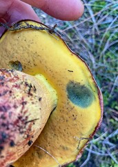 Boletus barragensis