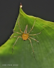 Oxyopes javanus