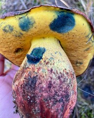 Boletus barragensis