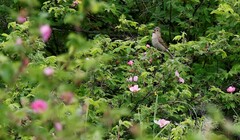 Carpodacus erythrinus grebnitskii