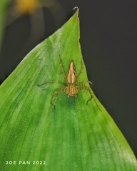 Oxyopes javanus