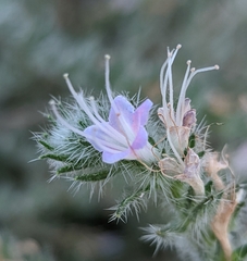 Echium italicum