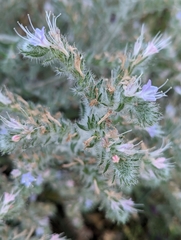 Echium italicum