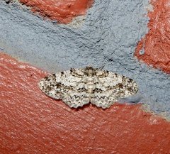 Myrioblephara