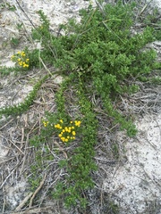 Oncosiphon suffruticosus