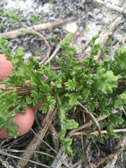 Oncosiphon suffruticosus