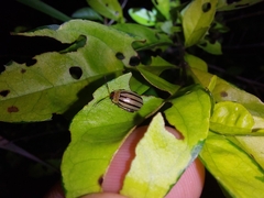 Alagoasa bipunctata tritaenioides