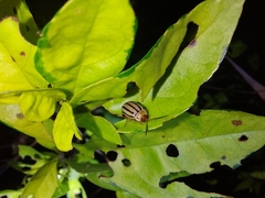 Alagoasa bipunctata tritaenioides