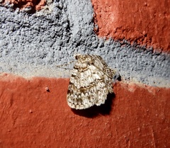 Myrioblephara