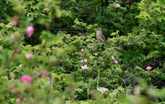 Carpodacus erythrinus grebnitskii