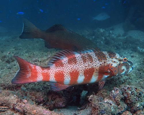 Barcheek coral trout (Plectropomus maculatus) — Serranidae — 4