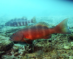 Spotted Coralgrouper photo 5