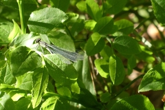Coenagrion hastulatum