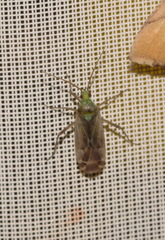 Macrotylus solitarius