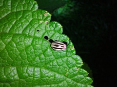Alagoasa bipunctata tritaenioides