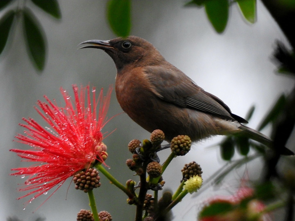 Dusky Myzomela photo