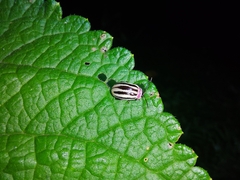 Alagoasa bipunctata tritaenioides