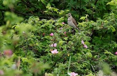 Carpodacus erythrinus grebnitskii
