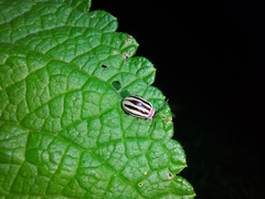 Alagoasa bipunctata tritaenioides