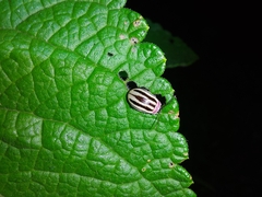 Alagoasa bipunctata tritaenioides