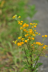 Jacobaea vulgaris dunensis