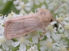 Eriopygodes imbecilla