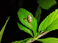 Walterianella tenuicincta