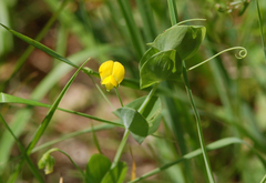 Lathyrus aphaca