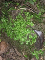 Asterella australis