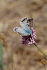 Polyommatus hispana