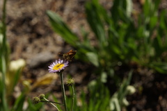 Ochlodes agricola