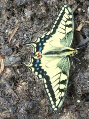 Papilio machaon oregonius