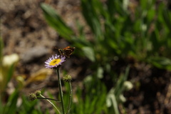 Ochlodes agricola