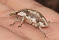 Larinus onopordi