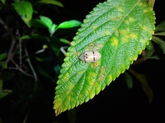 Walterianella tenuicincta