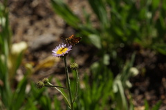 Ochlodes agricola
