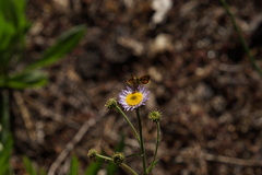 Ochlodes agricola