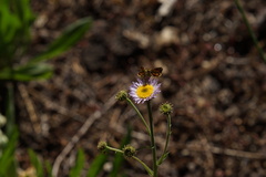 Ochlodes agricola