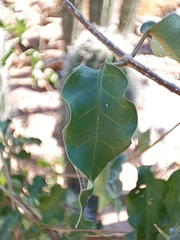Marsdenia edulis