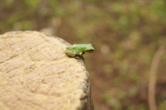 Hyla japonica