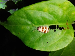 Alagoasa decemguttata