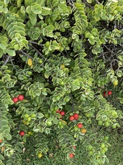 Wikstroemia uva-ursi