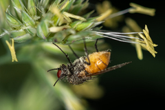 Thricops semicinereus