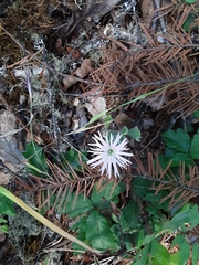 Silene hookeri