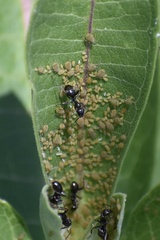 Aphis asclepiadis