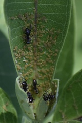 Aphis asclepiadis