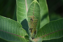 Aphis asclepiadis