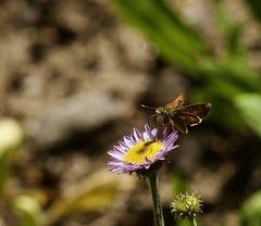 Ochlodes agricola