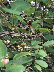 Helophilus pendulus