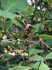 Helophilus pendulus